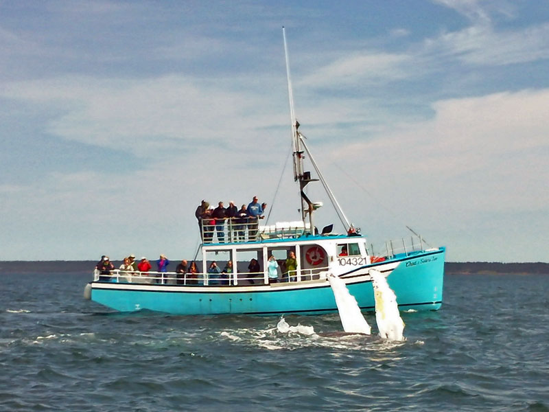 Mariner Cruises Whale Watching and Seabird Tours