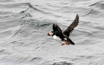 Atlantic Puffin, Brier Island, Nova Scotia