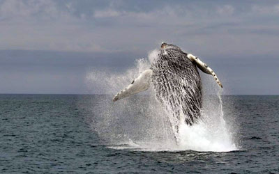Whale breaching off Brier Island, Nova Scotia
