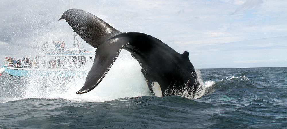 Mariner Cruises Whale Watch & Accommodation Packages
